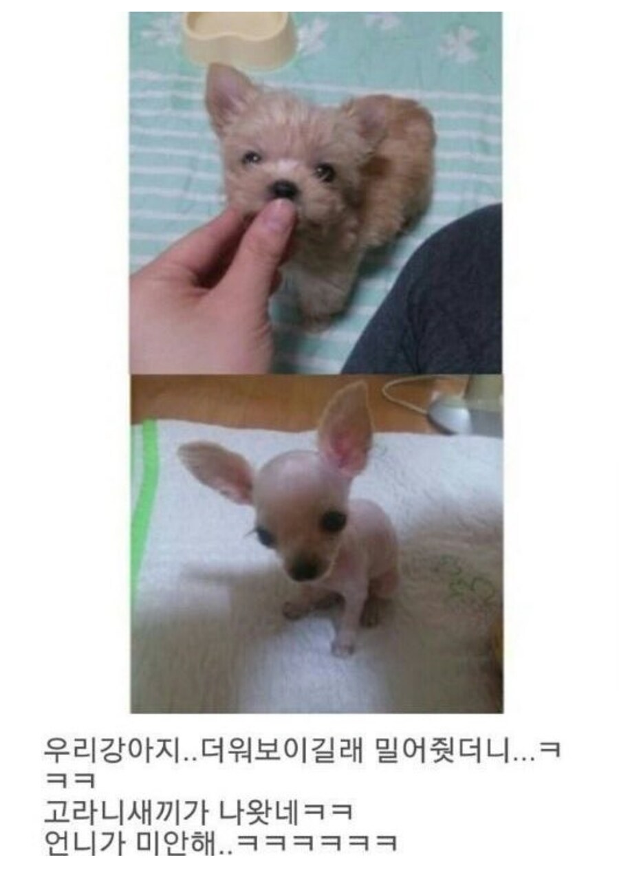 털 있는 동물들 특징_1.jpg