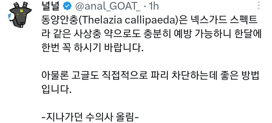 강아지 고글이 패션이 아닌 필수템인 이유_3.png