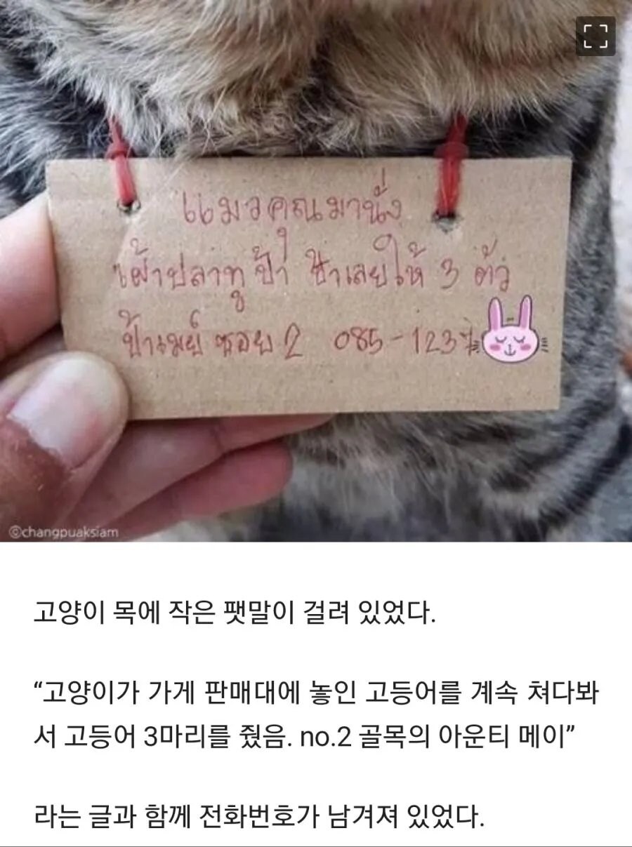 가출했다가 빚지고 돌아온 고양이_1.png