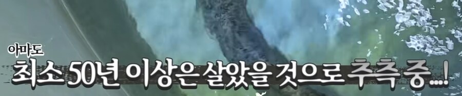 우리나라 메기 실제 크기.jpg_5.png