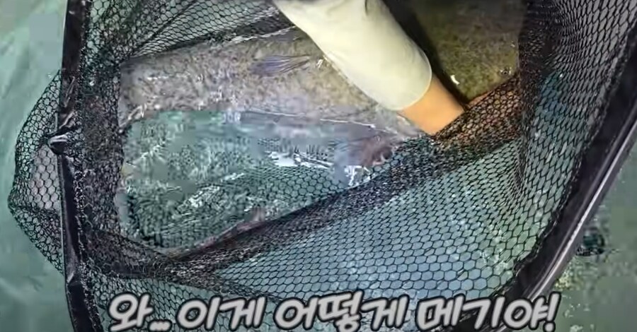 우리나라 메기 실제 크기.jpg_9.png