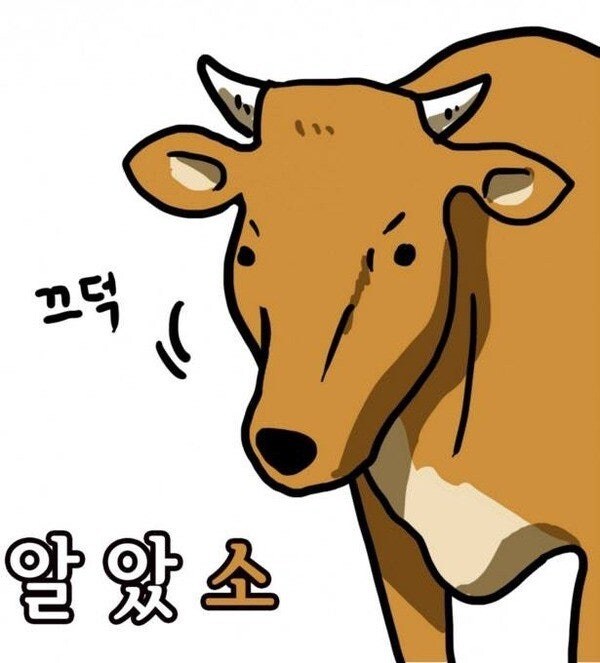 제주도에서 소떼를 만났을때 대처방법_2.jpg