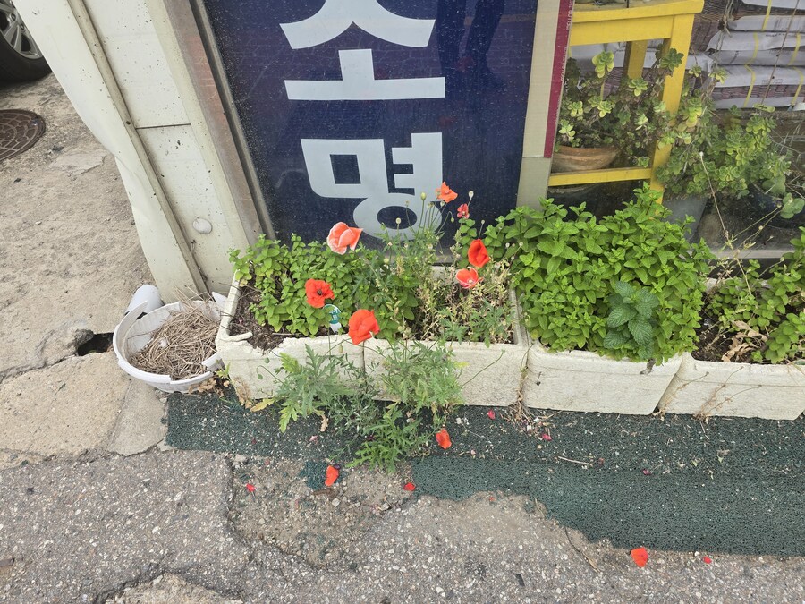 꽃양귀비가 꽃은 예쁨_1.jpg