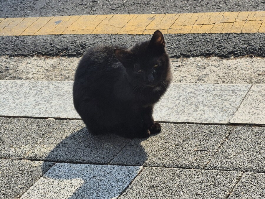 길에서 간만히 쳐다본 고양이 도촬함_1.jpg