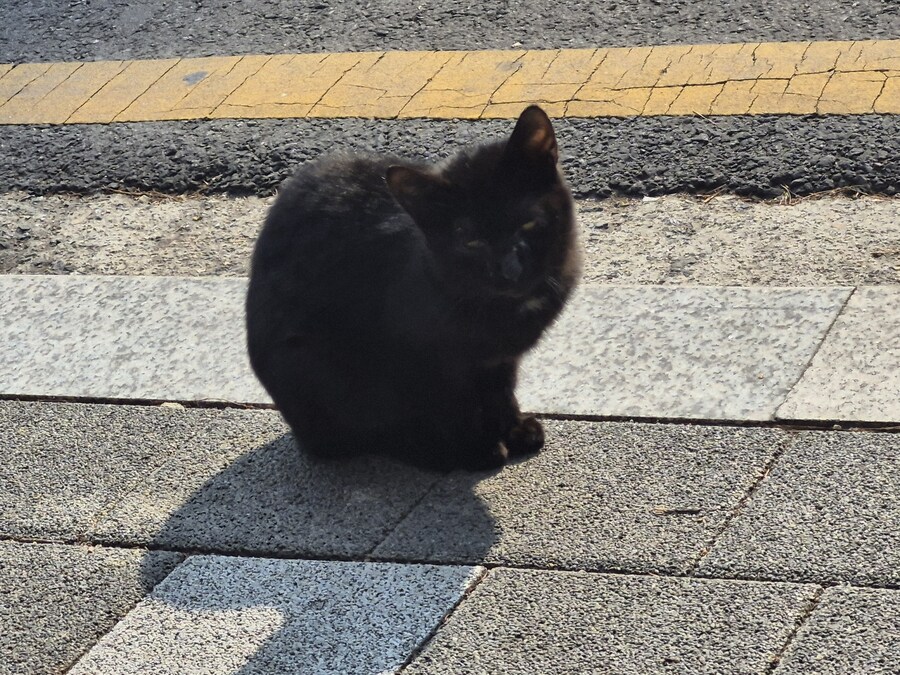 길에서 간만히 쳐다본 고양이 도촬함_2.jpg