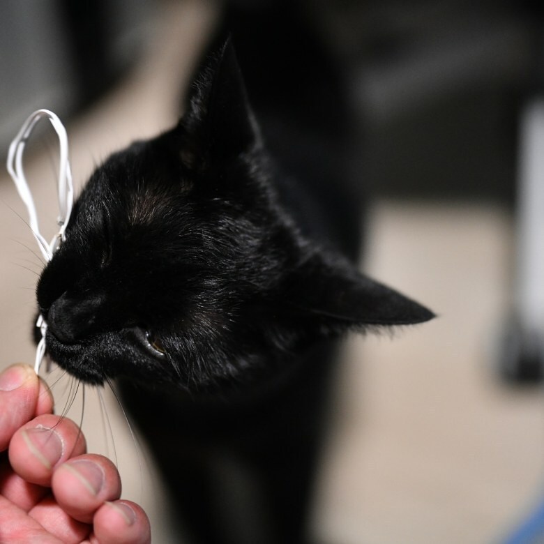 고양이 키우면서 사진을 찍어보면 알수있는것_13.jpg