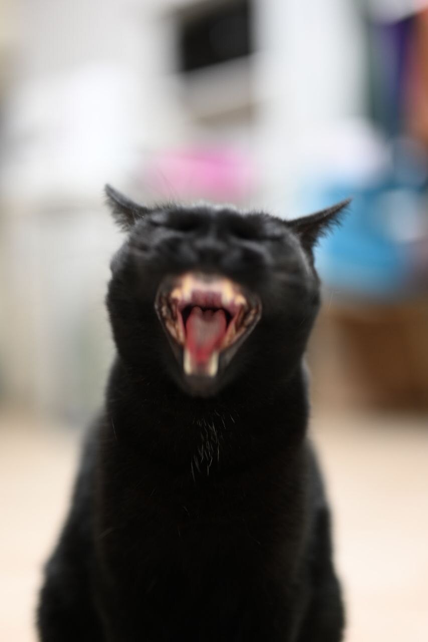 고양이 키우면서 사진을 찍어보면 알수있는것_24.jpg