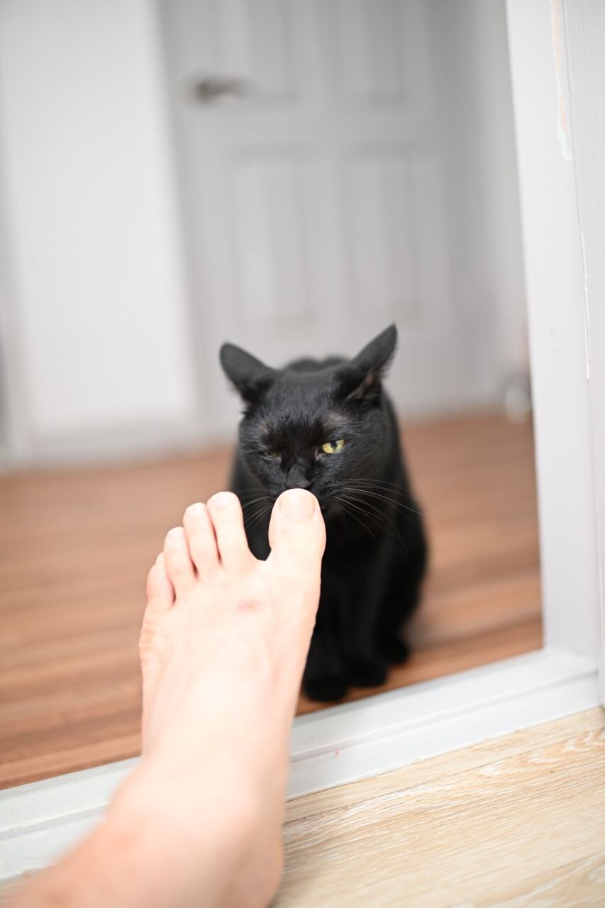 고양이 키우면서 사진을 찍어보면 알수있는것_27.jpg
