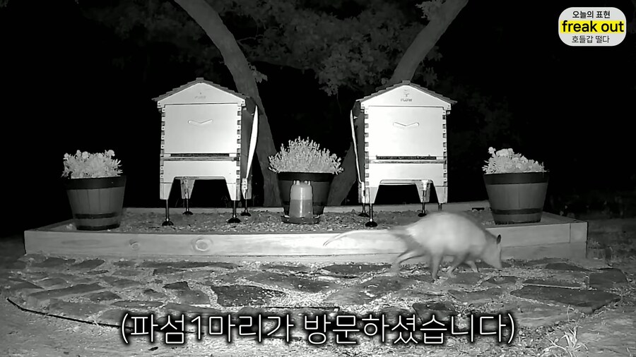 양봉 시작한 올리버쌤... 벌통 놔두고 하루 여행 다녀온 결과_25.jpg