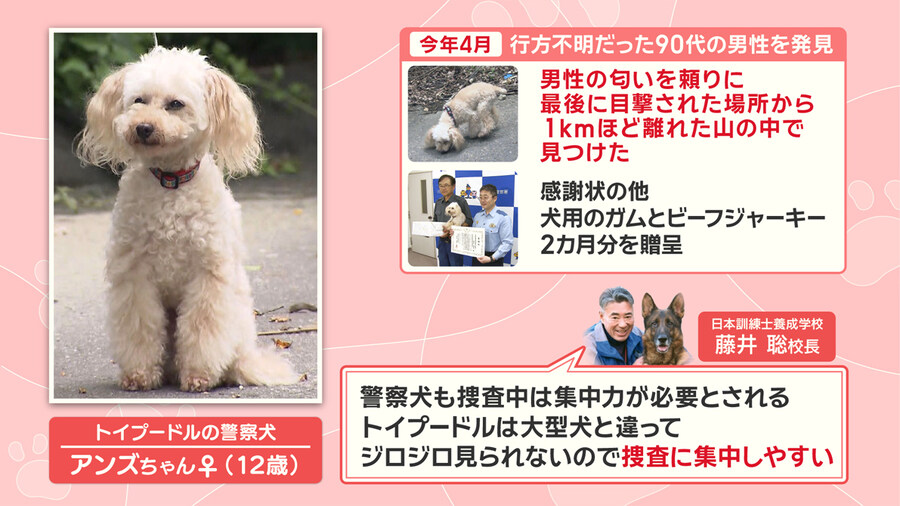 실종노인 45분만에 찾아낸 12살 일본 경찰견_5.jpg