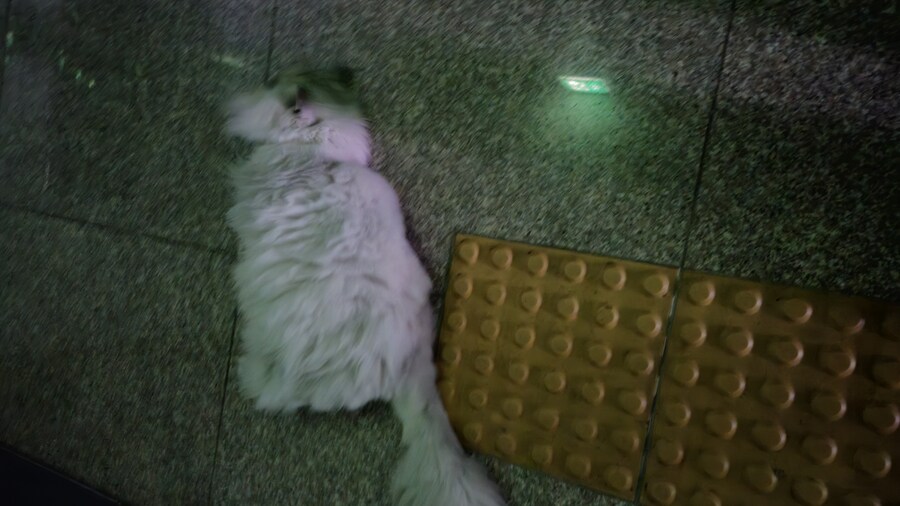 고양이 사진 찍기 쉽지 않음_5.jpg