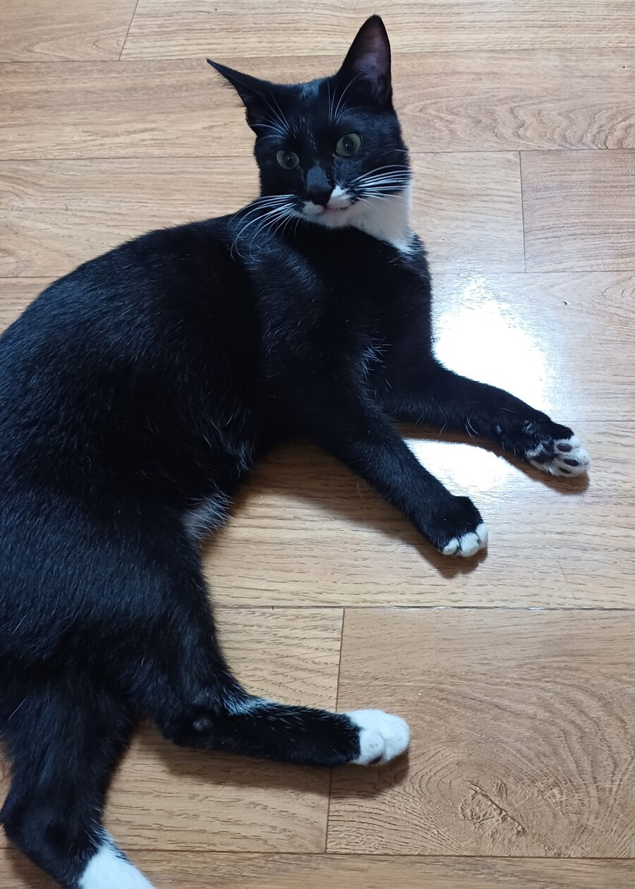 데스롤링 캣_1.jpg