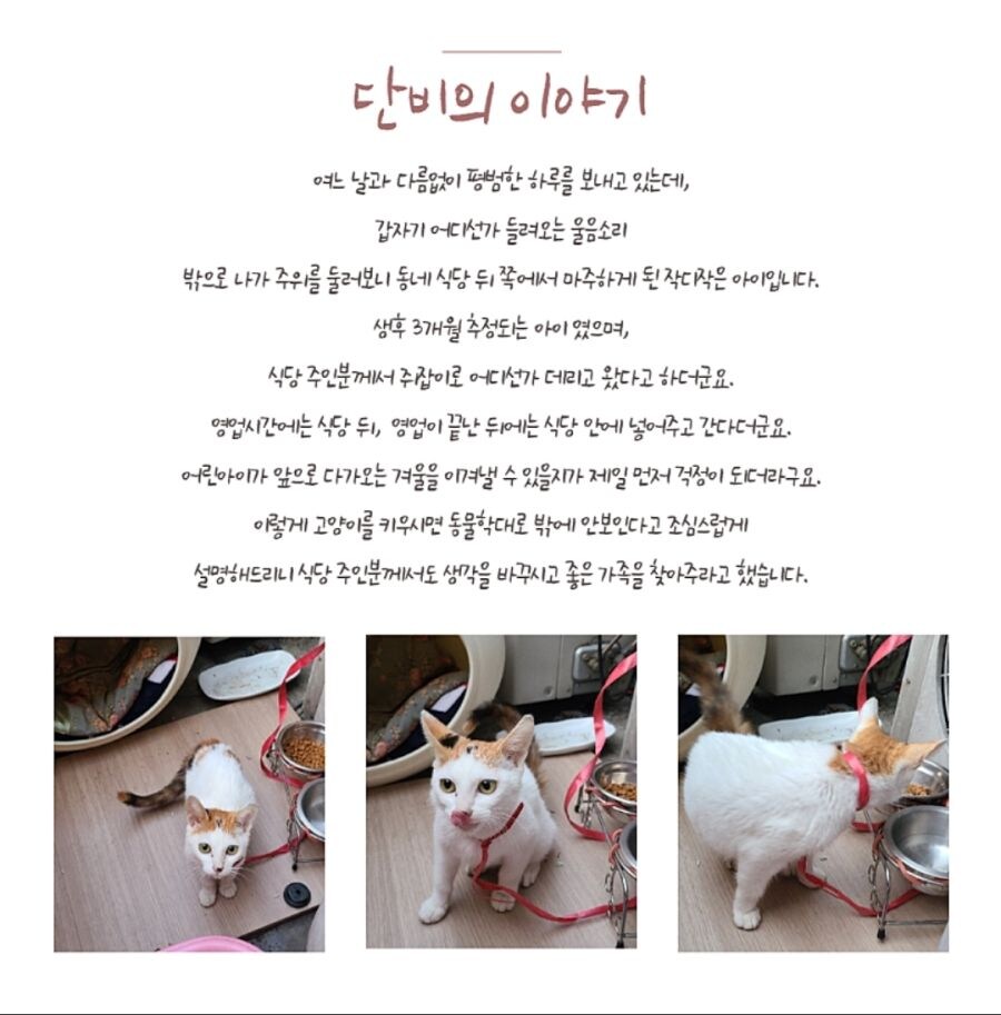 식당에서 키우던 고양이를 데리고 온 그 맘_1.jpg