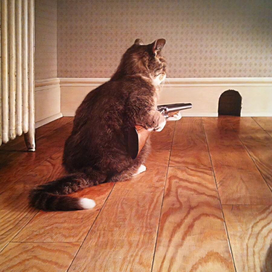 고양이 색보다 중요한건 쥐를 잘 잡는거_1.jpg