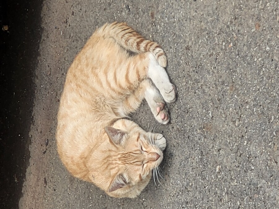 팔자늘어진 고양이_2.jpg