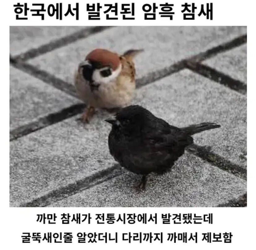 암흑 참새 ㄷㄷ_1.jpg
