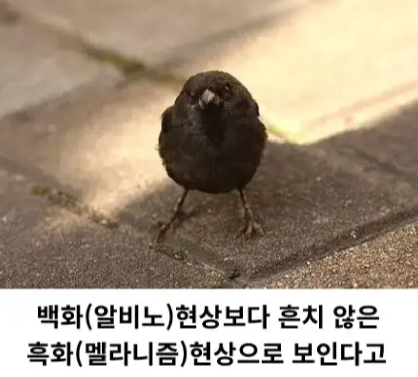 암흑 참새 ㄷㄷ_2.jpg