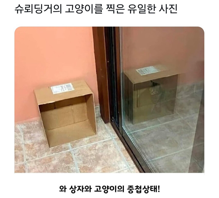 고양이의 특수능력_1.jpg