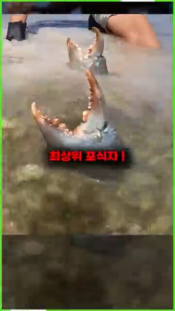 외래종이 한국에서 살아 남는 방법_2.png