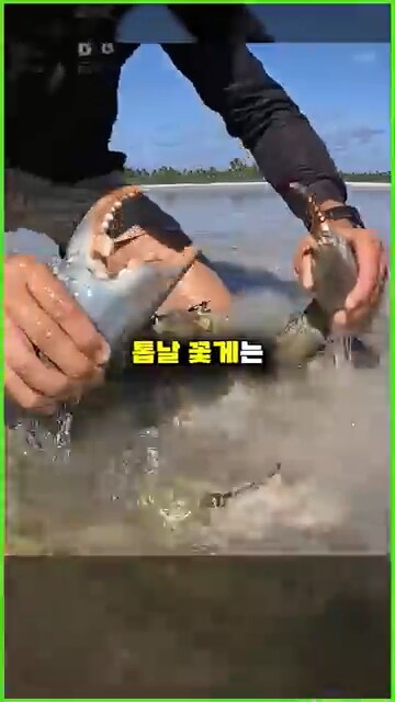 외래종이 한국에서 살아 남는 방법_3.png