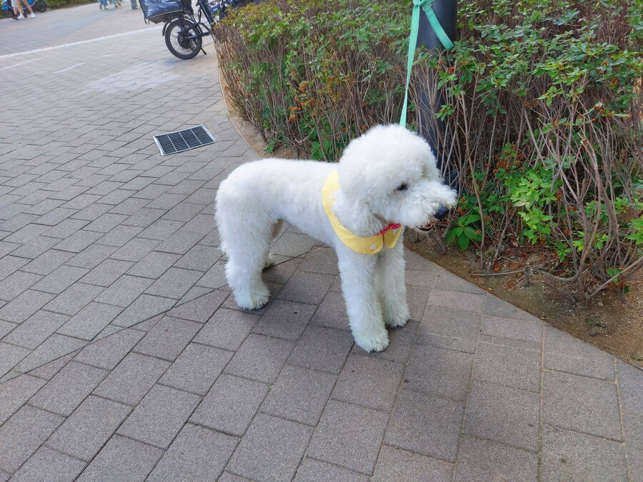 자이언트 푸들_1.jpg