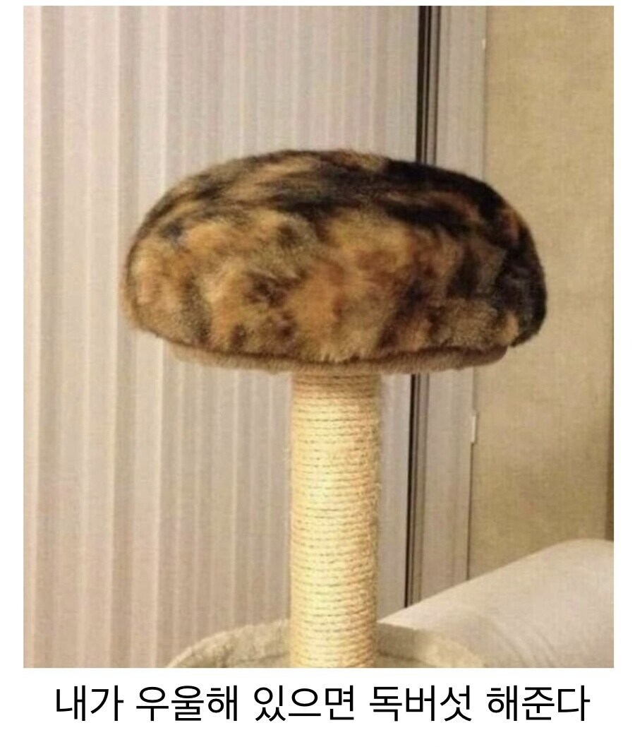 고양이 핵폭발.jpg_2.jpg