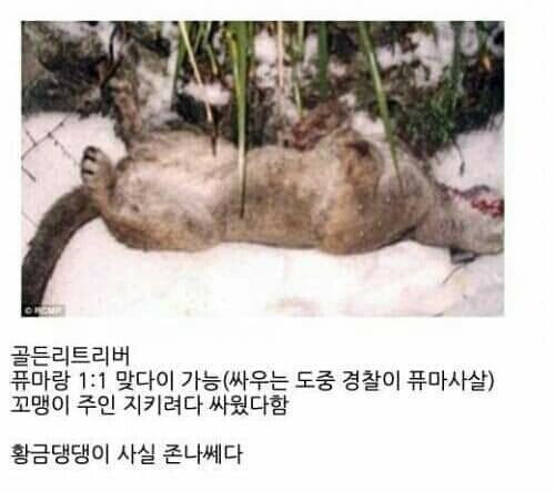 퓨마와 맞다이뜬 리트리버_1.jpg