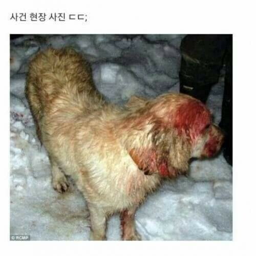 퓨마와 맞다이뜬 리트리버_2.jpg