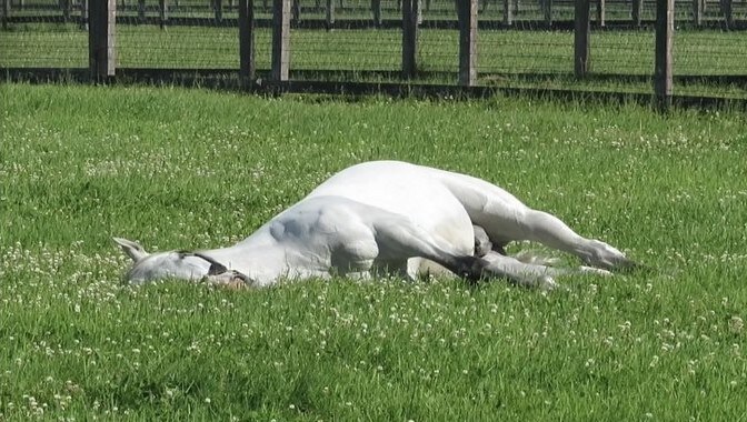 말딸,경마) 아버지 아들 타카라즈카 제패로 우마뾰이 할 생각에 신이난 골드쉽_1.jpg