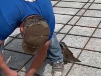 농장에서 구해준 이후 아저씨만 졸졸 따라 댕기는 애기 라쿤.mp4_1.jpg