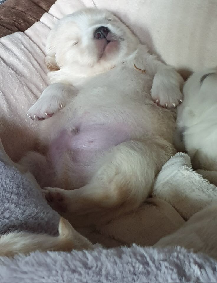 과식하고 잠든 강아지.jpg_1.jpg