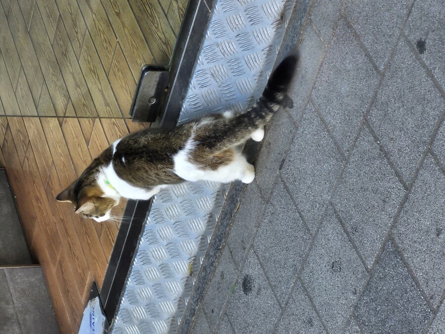 다리 짧은 고양이 엄청 귀엽더라_1.jpg