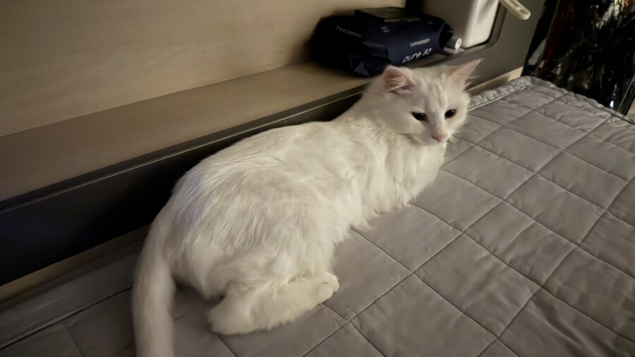 고양이 왜 키우는지 도저히 모르겠음_1.jpg