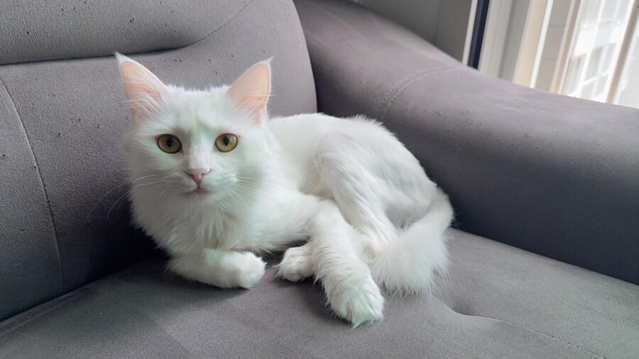 고양이 왜 키우는지 도저히 모르겠음_3.jpg