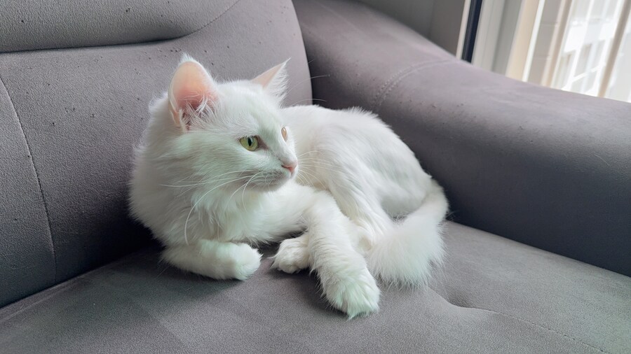 고양이 왜 키우는지 도저히 모르겠음_4.jpg