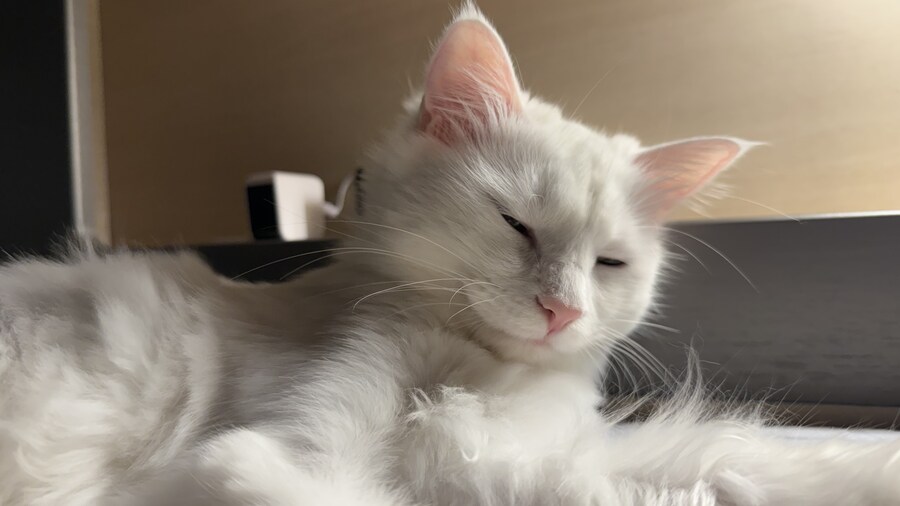 고양이 왜 키우는지 도저히 모르겠음_8.jpg