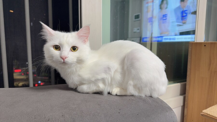 고양이 왜 키우는지 도저히 모르겠음_10.jpg