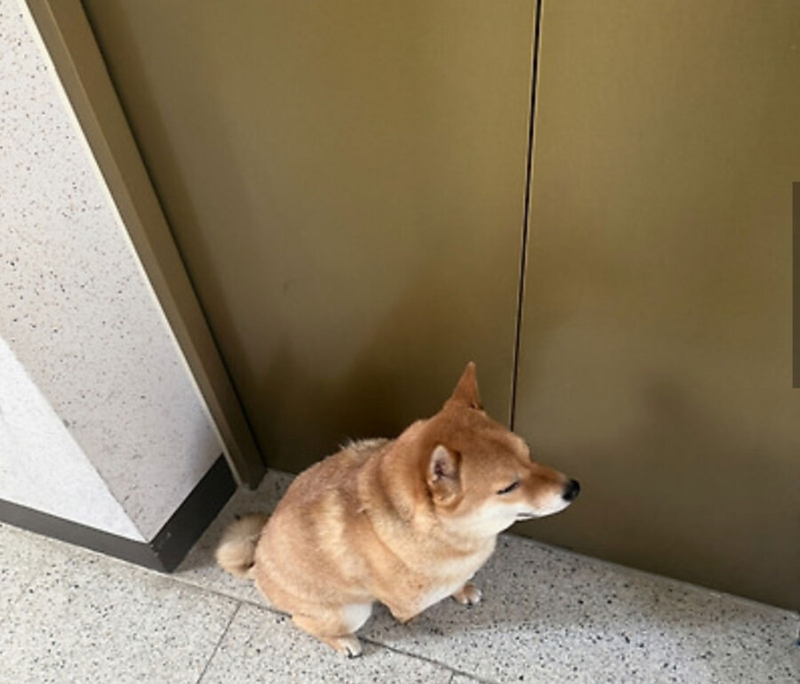 엘리베이터 점검하는 거 보고 빡친 댕댕이.jpg_4.jpg