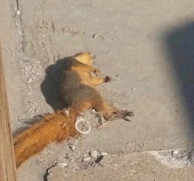 다람쥐도 인간이랑 섹1스할 수 있구나_1.jpg