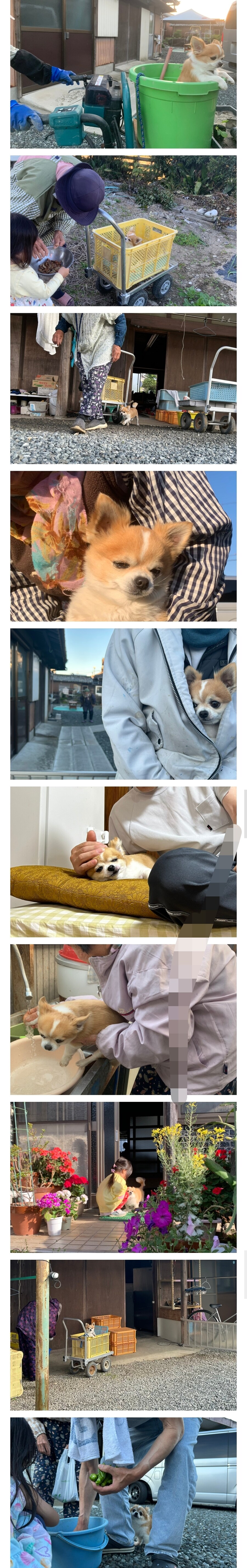 일본 트위터에서 난리난 시골 치와와.jpg_2.jpg