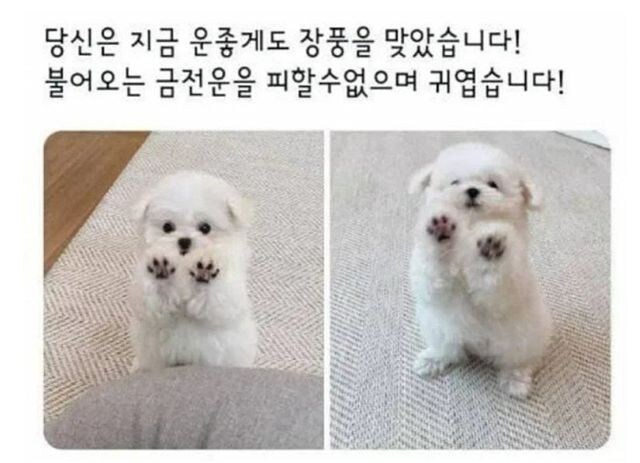 (대충 금전운 받으라는 짤)_1.jpg