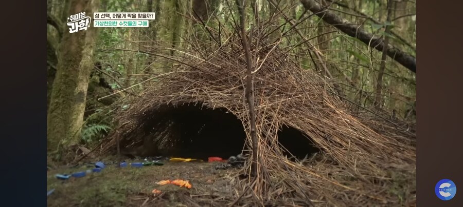 동물행동학자가 말하는 결혼_2.jpg
