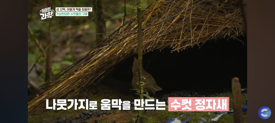 동물행동학자가 말하는 결혼_3.jpg