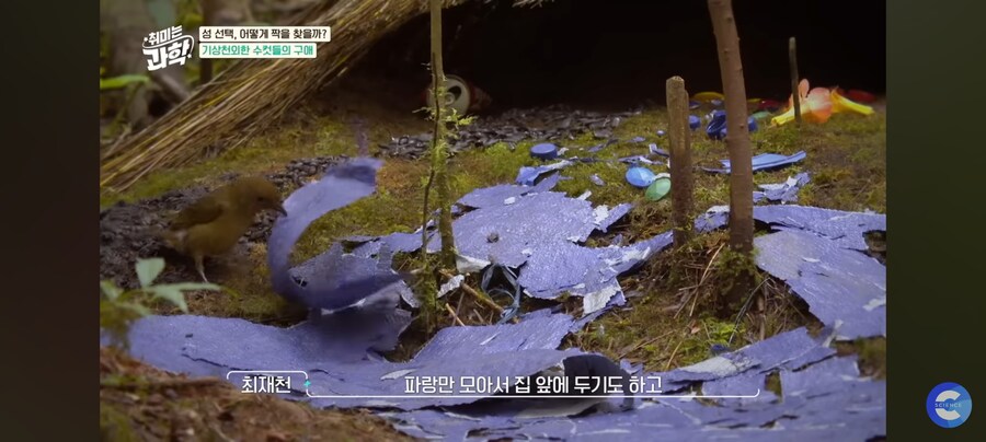 동물행동학자가 말하는 결혼_7.jpg