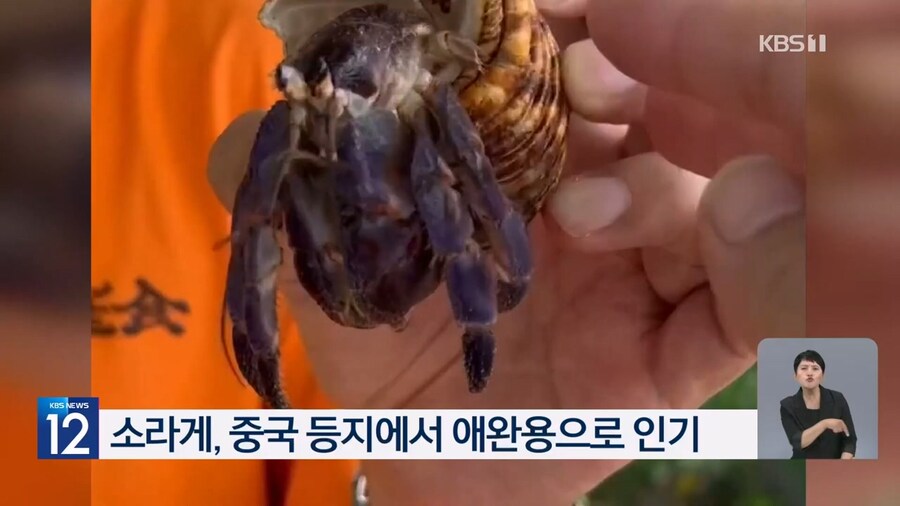 중국인 짐에서 나온 보호종 5000마리_8.jpg