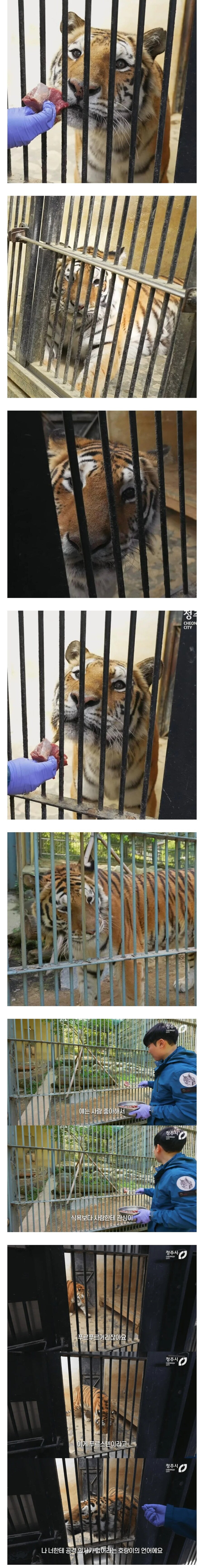 사람 좋아하는 청주동물원 호랑이_1.jpg