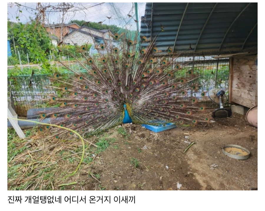 친구네 집 닭장에 공작 들어옴 뭐임?_2.webp
