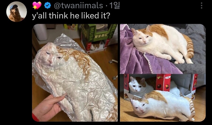 고양이한테 선물 줬어요!!!!_1.jpg