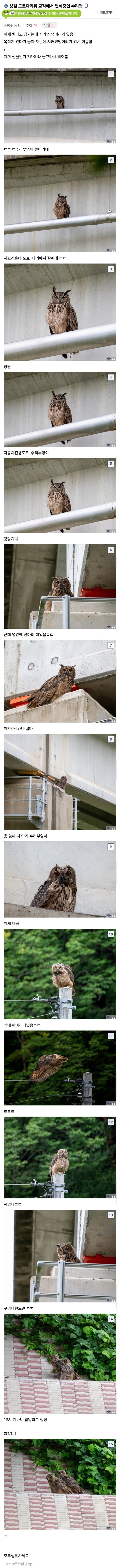 도심 속 다리 교각에서 발견된 수리부엉이_1.jpg