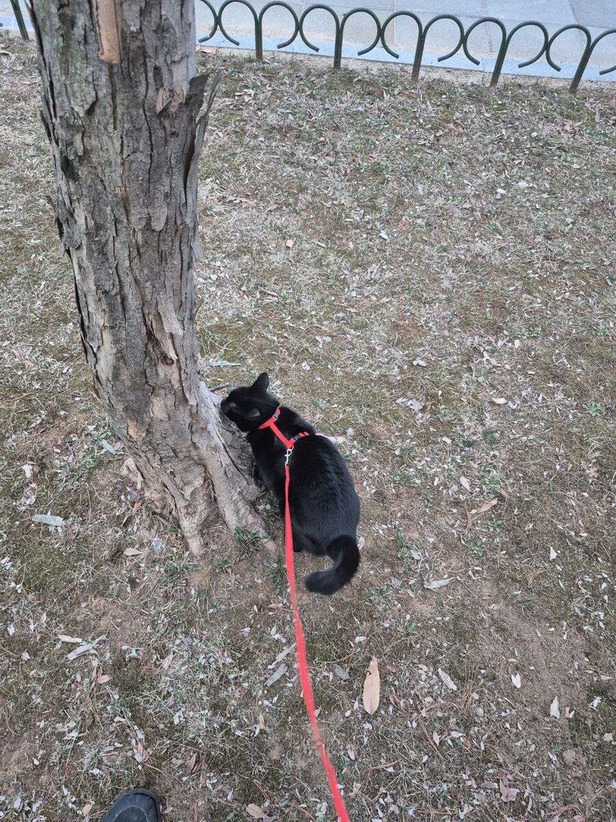 고양이 산책에 대한 개인적인 생각_2.jpg